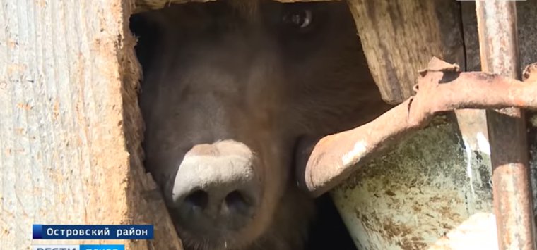 Условия содержания медведей в Островском районе взволновали общественность