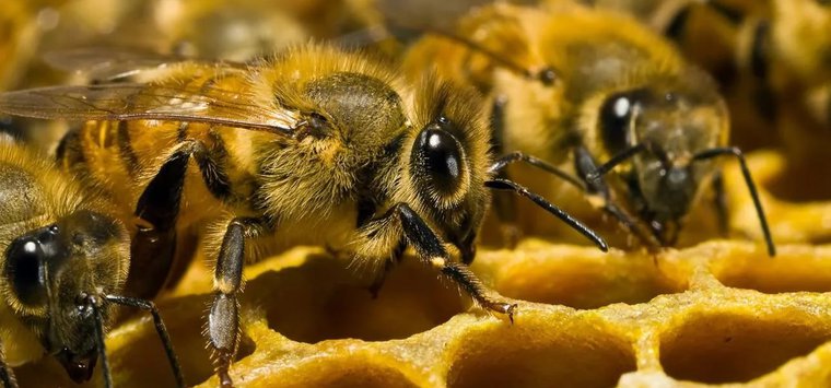 Больных пчел нашли специалисты в Островском районе