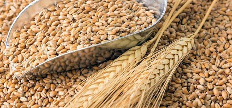 В Псковской области собран рекордный урожай зерновых