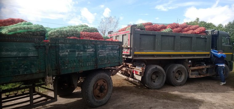 Около 200 тонн картофеля собрано в колонии №2 в Крюках