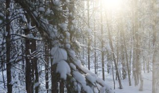 Псковская область определила приоритеты по развитию лесного хозяйства на 10 лет
