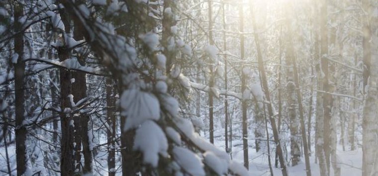 Псковская область определила приоритеты по развитию лесного хозяйства на 10 лет
