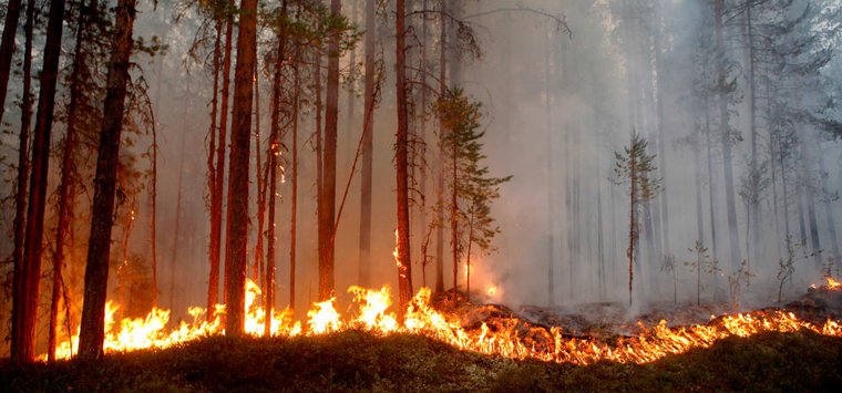 Лесной пожар произошел в островской деревне Гривы