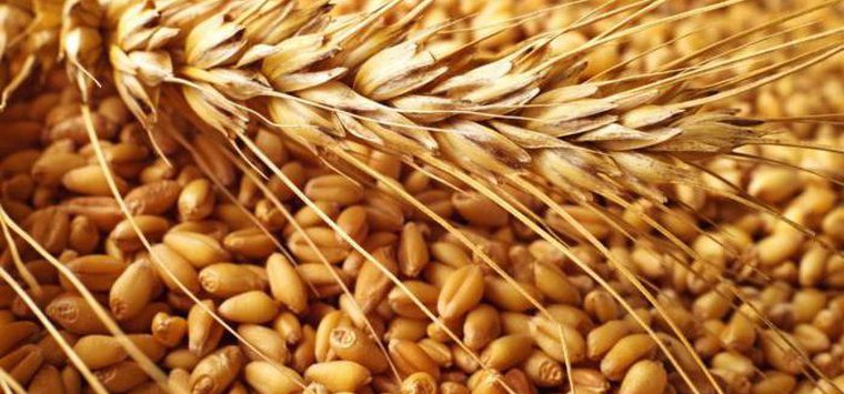 Сельхозпредприятия Псковской области ведут активную уборку зерновых