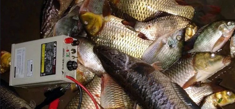 Островичу грозит уголовная ответственность за ловлю рыбы электроудочкой