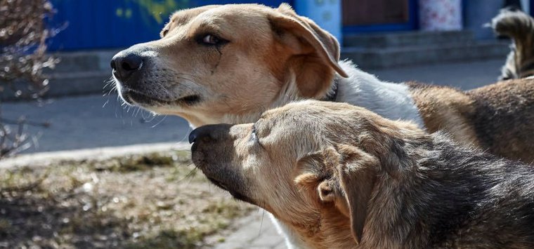 Власти прокомментировали ситуацию с собаками на улицах Острова после нападения на ребенка