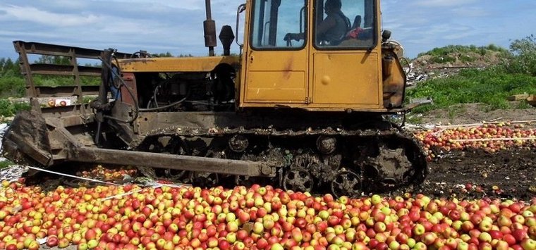 На полигоне в Острове уничтожили 43 тонны подозрительных яблок