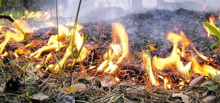 Высокая пожарная опасность ожидается в Псковской области в первые дни августа