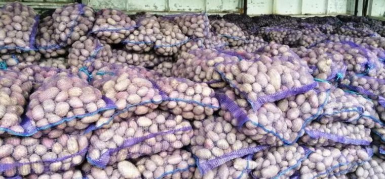 Более 160 тонн картофеля собрали осужденные в Островском районе