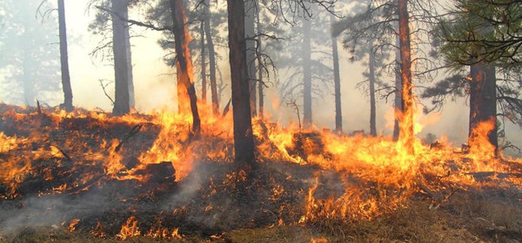 В Псковской области установлен пожароопасный сезон