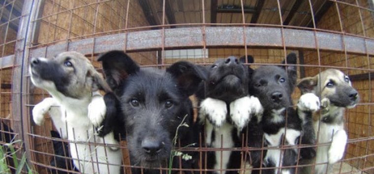Более 600 тысяч рублей потратят на отлов бездомных собак в Островском районе
