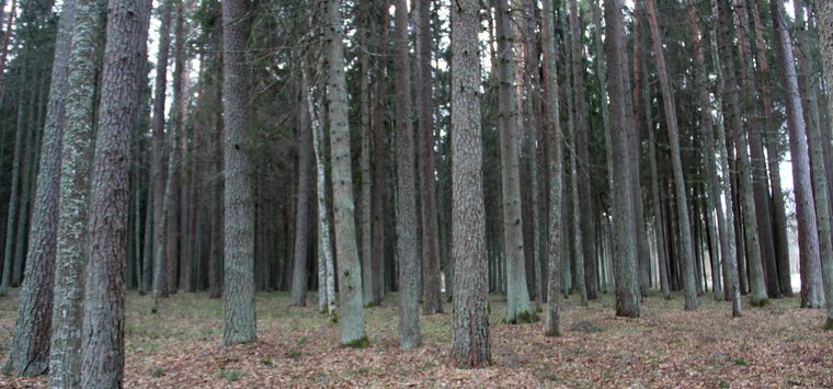 Гороховский лес. Фотогалерея