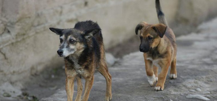 До конца года в Острове собираются отловить 40 безнадзорных собак