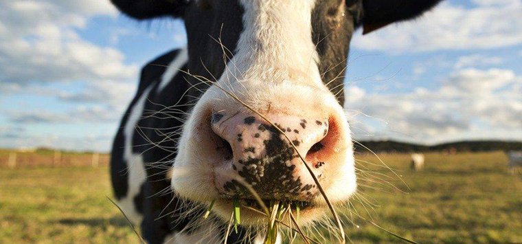 В Псковской области увеличилось количество чистых от лейкоза коров