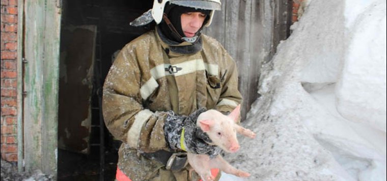 Поросят и кур спасли пожарные в островской деревне Маньково