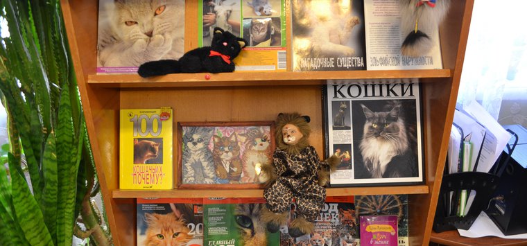 Выставка «Коты бывают разные» открыта для островичей