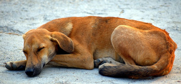 100 тысяч рублей выделено на отлов и содержание бродячих собак в Островском районе