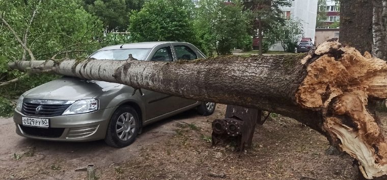 Фотофакт: Дерево упало на автомобиль в Острове