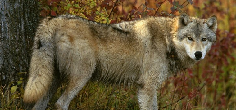 Жительница деревни Алексеевка попросила власти решить проблему с волками