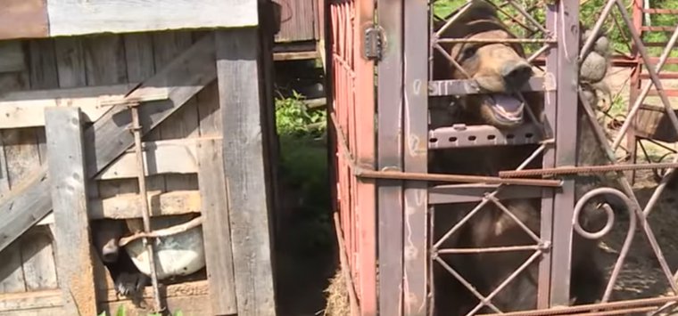 Прокуратура не нашла нарушений при содержании медведей в Островском районе