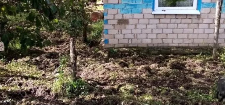 Жители островских деревень страдают от нашествия кабанов