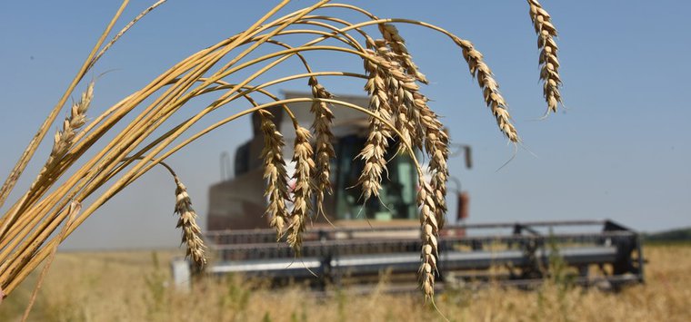 Псковская область вошла в число лидеров по сбору урожая на Северо-Западе