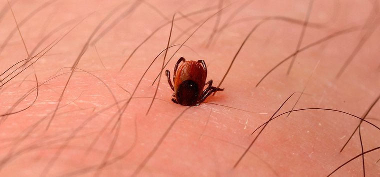 В Островском районе продолжают фиксировать случаи укусов клещей