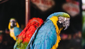 Фокусы и полет попугаев: на цирковое шоу зовут островичей 10 августа