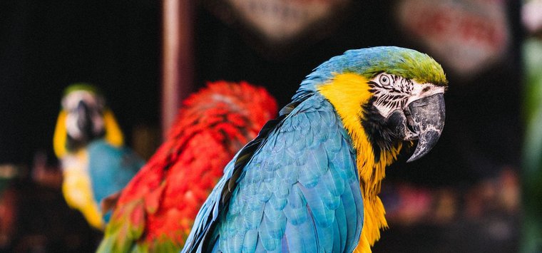 Фокусы и полет попугаев: на цирковое шоу зовут островичей 10 августа