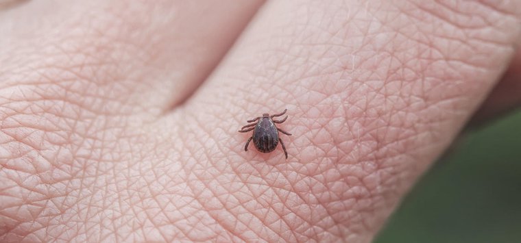Шесть островичей пожаловались на укусы клещей за неделю