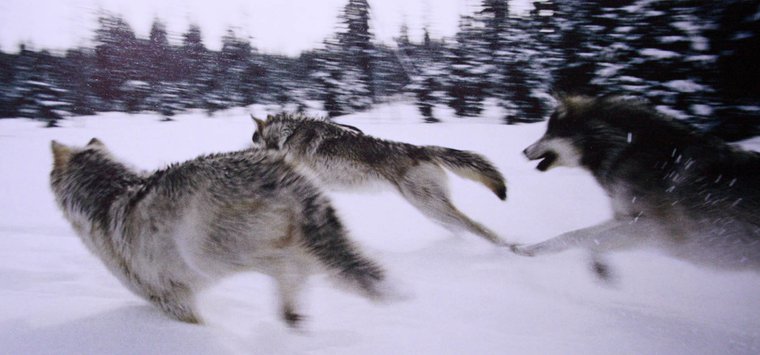 Ещё одного волка застрелили охотники в Островском районе