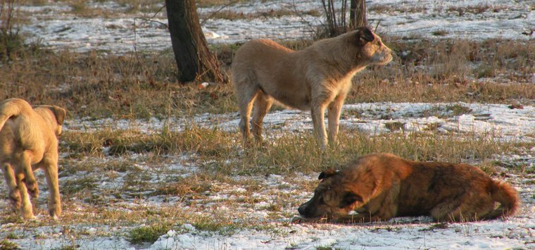 На стаю собак возле больничного пищеблока пожаловались островичи