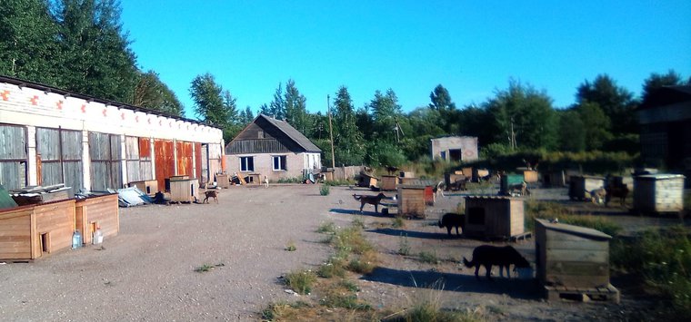 Островский приют для собак продолжает сбор средств на выкуп земли