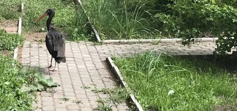 Черного аиста опять разыскивают в Острове