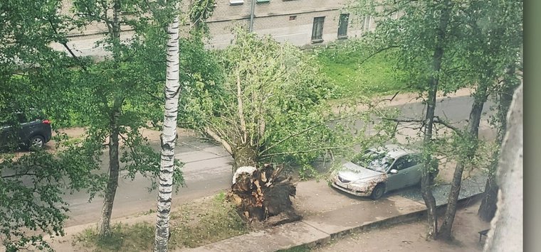 Дерево упало в одном из дворов Острова-3