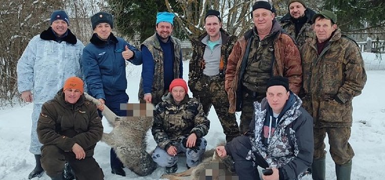 «Тяжело даются»: ещё двух волков добыли охотники в Островском районе