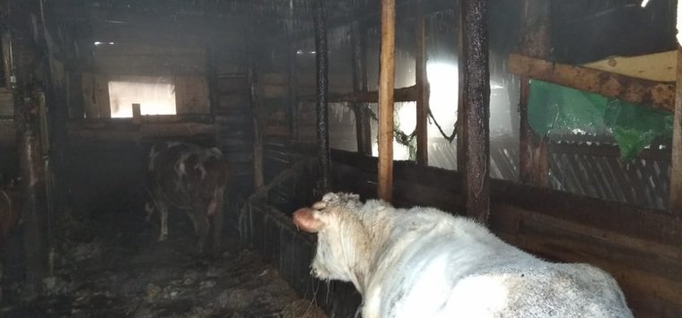 71 животное спасено на пожаре в Островском районе