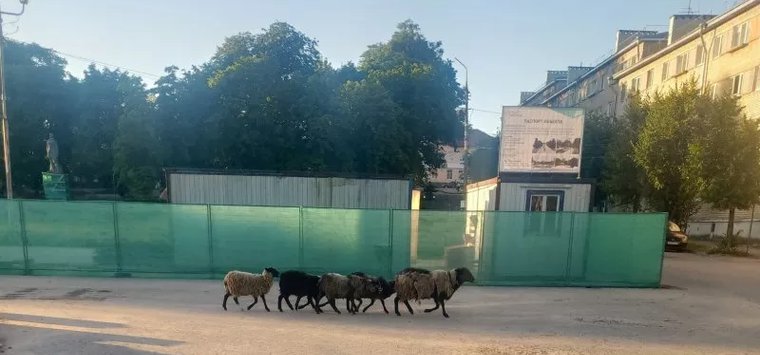 Интерактив: Овцы на прогулке