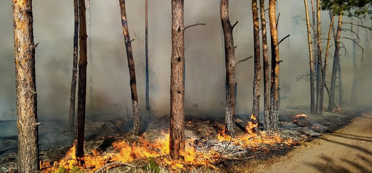 Псковской области на 25% сократилось число лесных пожаров