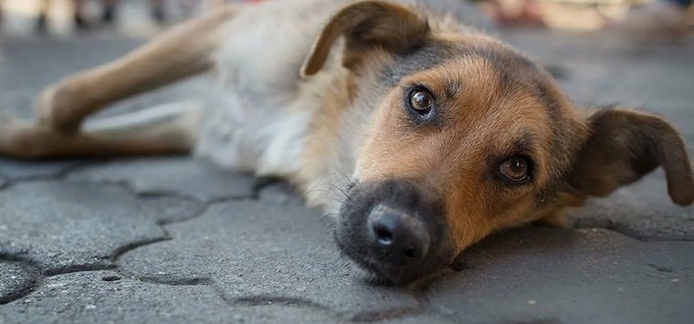 Ускорить отлов бездомных собак поручил псковский губернатор