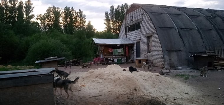 Островская гимназия помогла приюту для бездомных собак