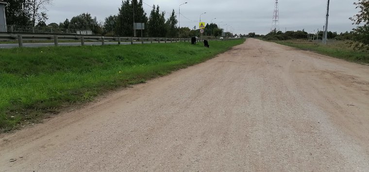Свободный выгул быков обсуждают жители Острова