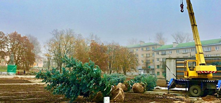 Голубые ели высадят в ходе реконструкции центра города Острова