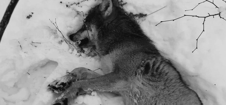 В Островском районе охотники застрелили волчицу