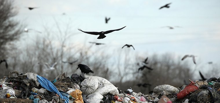 «Экопром» вывез мусор с нескольких стихийных свалок в Островском районе
