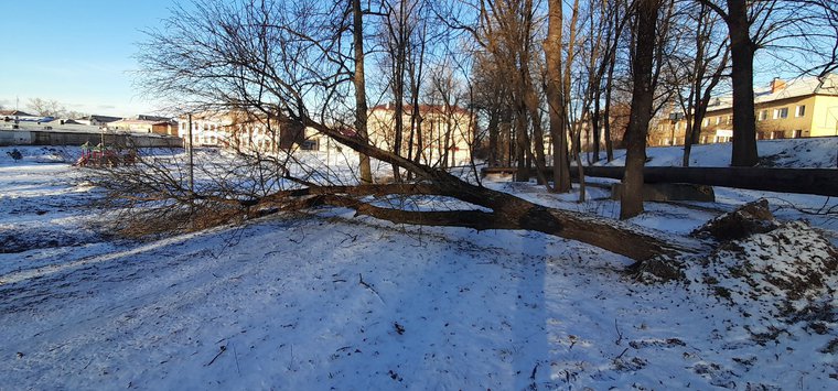 Фотофакт: Ветер повалил дерево в Детском парке