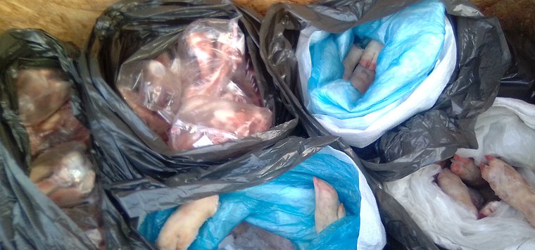 Островский приют для животных принимает в дар продукты и просит помочь дровами