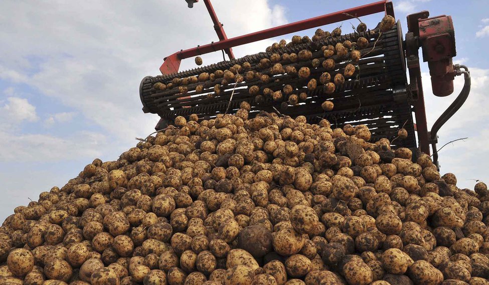 75 тонн картофеля убрало островское КФХ «Исток»
