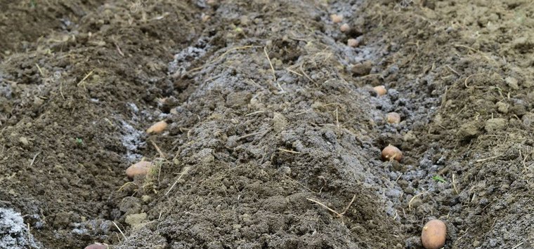 Более 500 гектаров картофеля посеяно в Псковской области