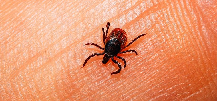 Еще пять человек пожаловались на укусы клещей в Островском районе